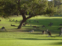 Kangaroos grazing on the fairways on Anglesea Golf Course